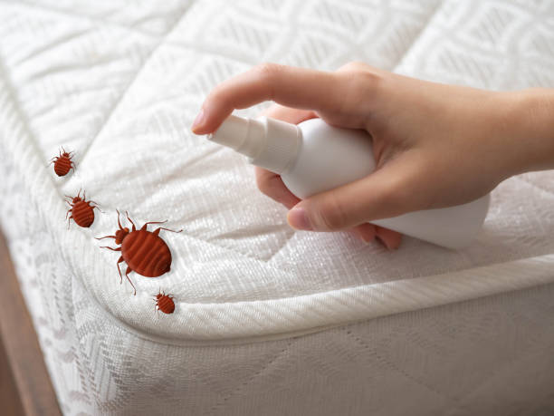 Best Local Pest Control Services  in Frontenac, MO