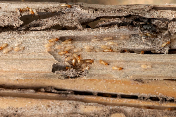 Best Affordable Exterminators  in Frontenac, MO